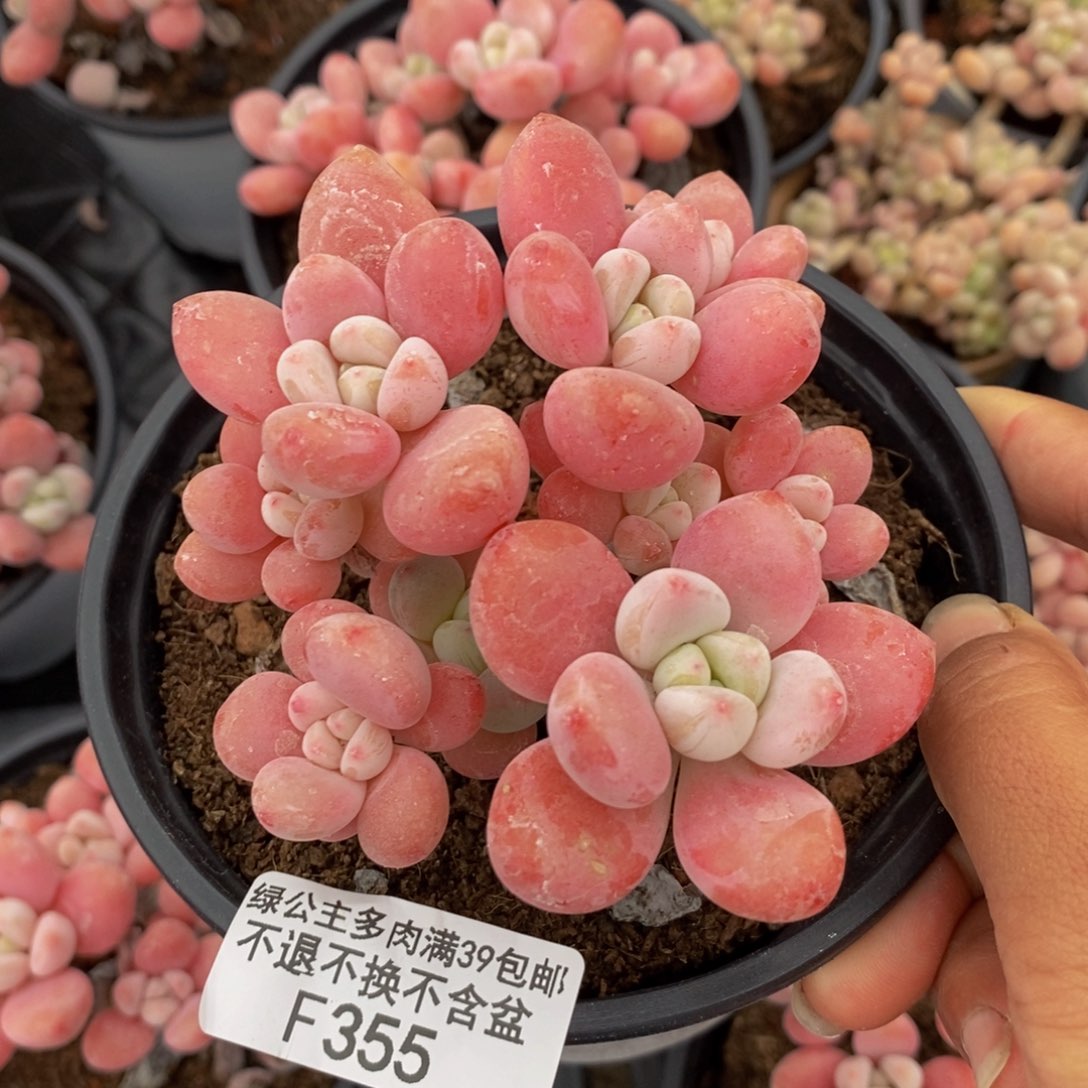 355樱花洛神多肉7cm