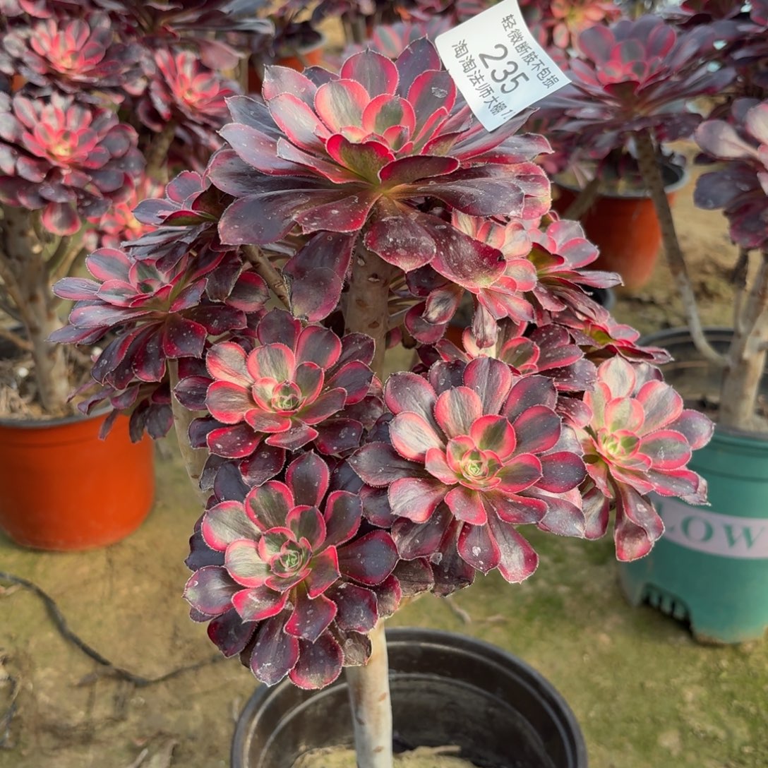 235丽娜多肉植物法师