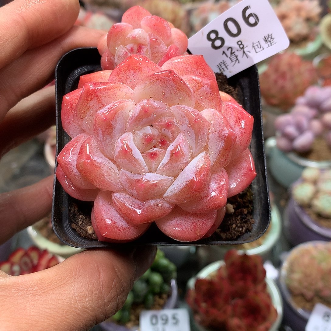 精控拇指盆12.8806