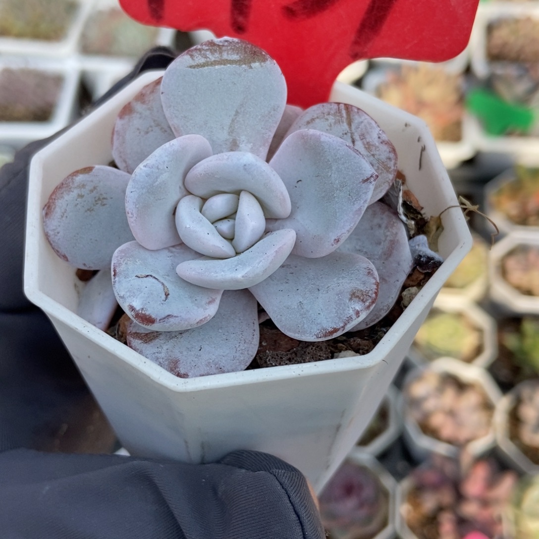 1739雪莲多肉植物