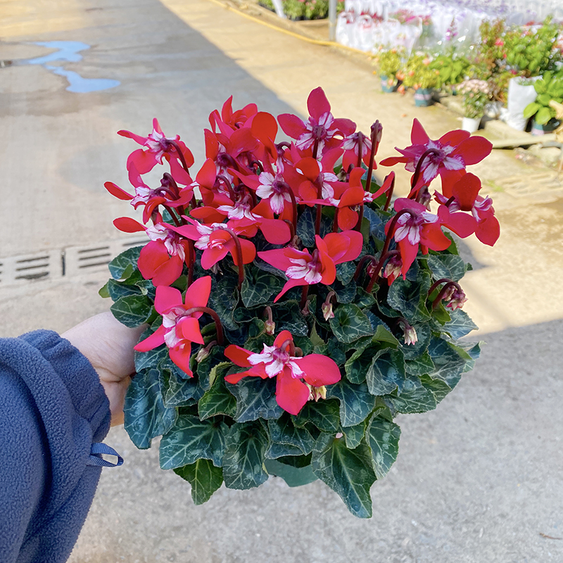 蝶衣仙客来室内盆栽(新品种 颜色多 花期长 不喜欢水 散光养护)