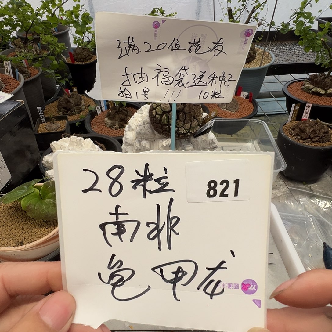 多肉植物专拍植物不退换 一物一拍 821