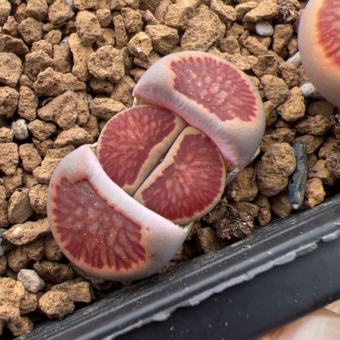 0470号菊 多肉植物