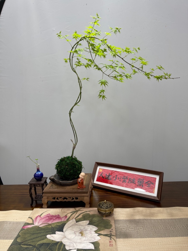 室内桌面绿植盆栽流泉枫水培苔藓球净化空气植物盆景