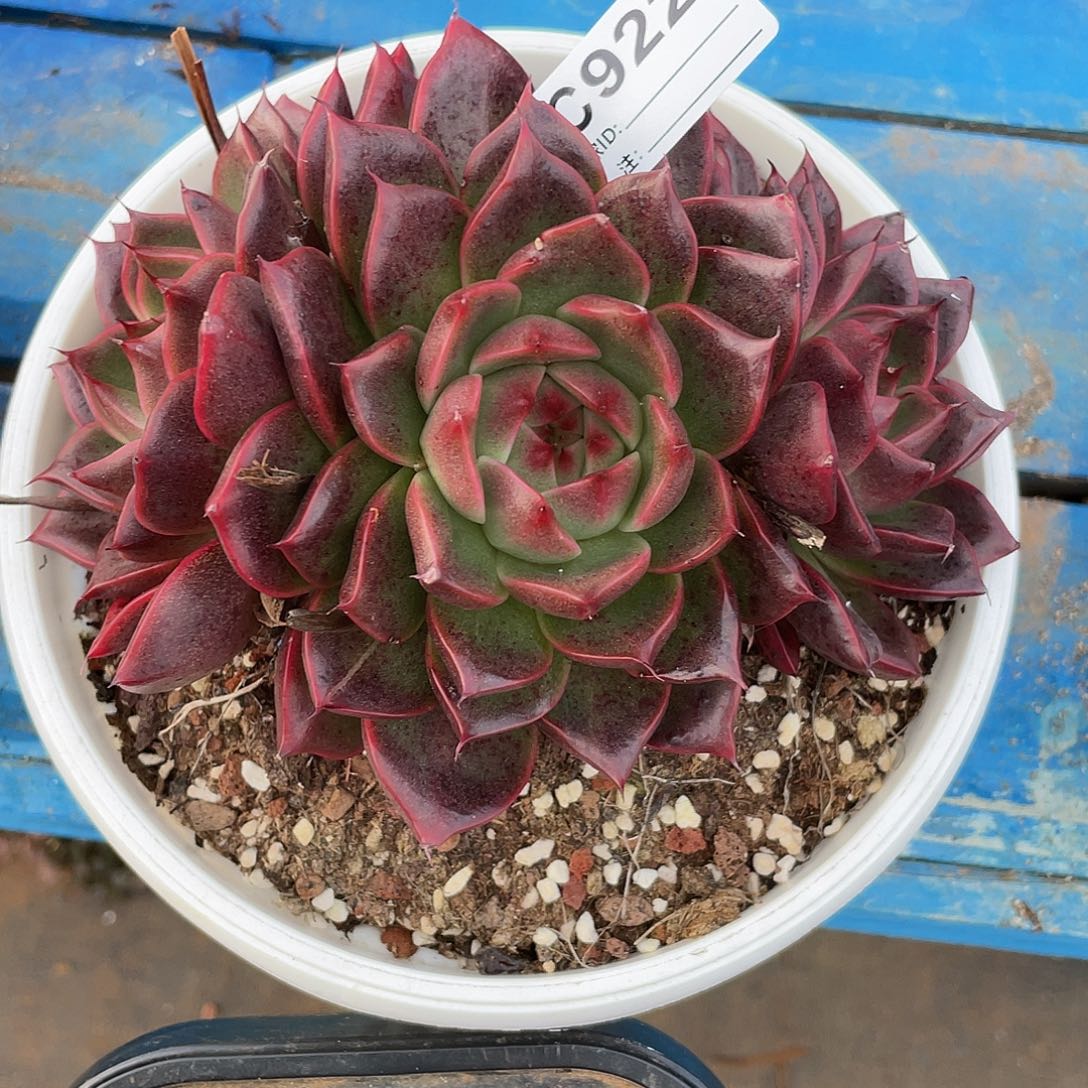 若如东云单拍C922