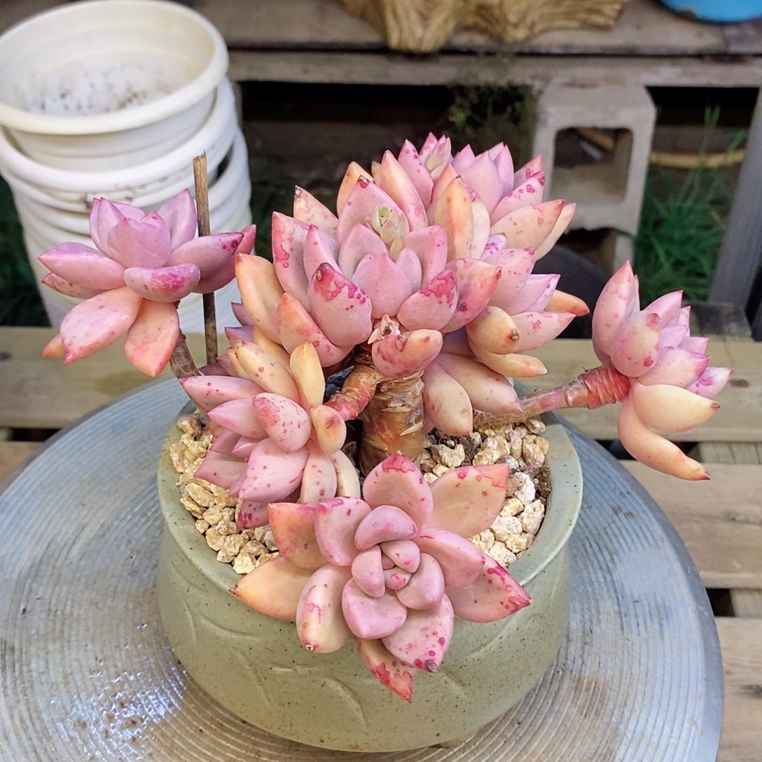 微****1多肉植物桃花源