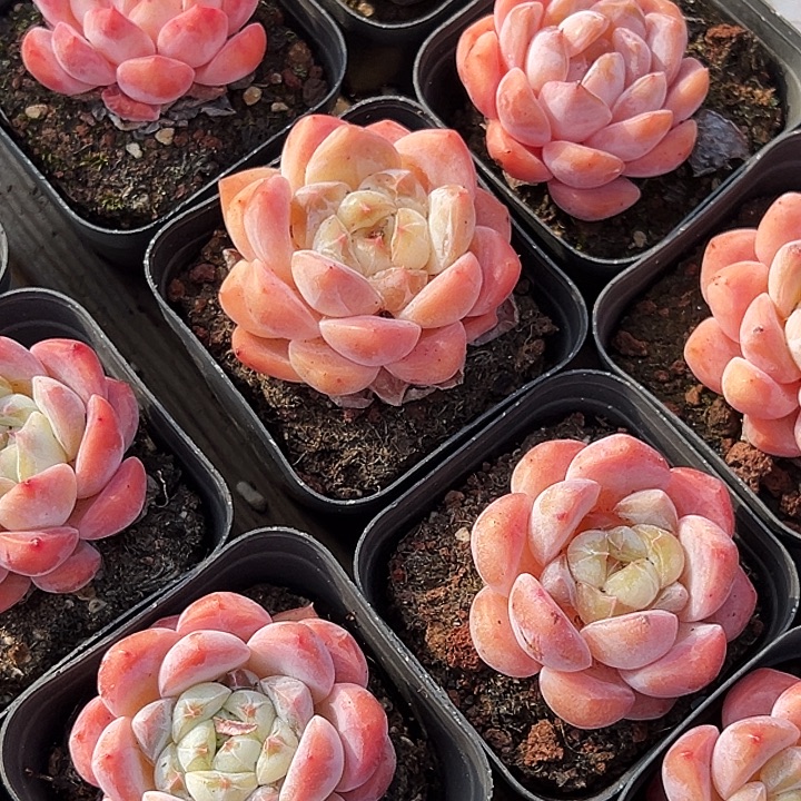 单头              海棠红