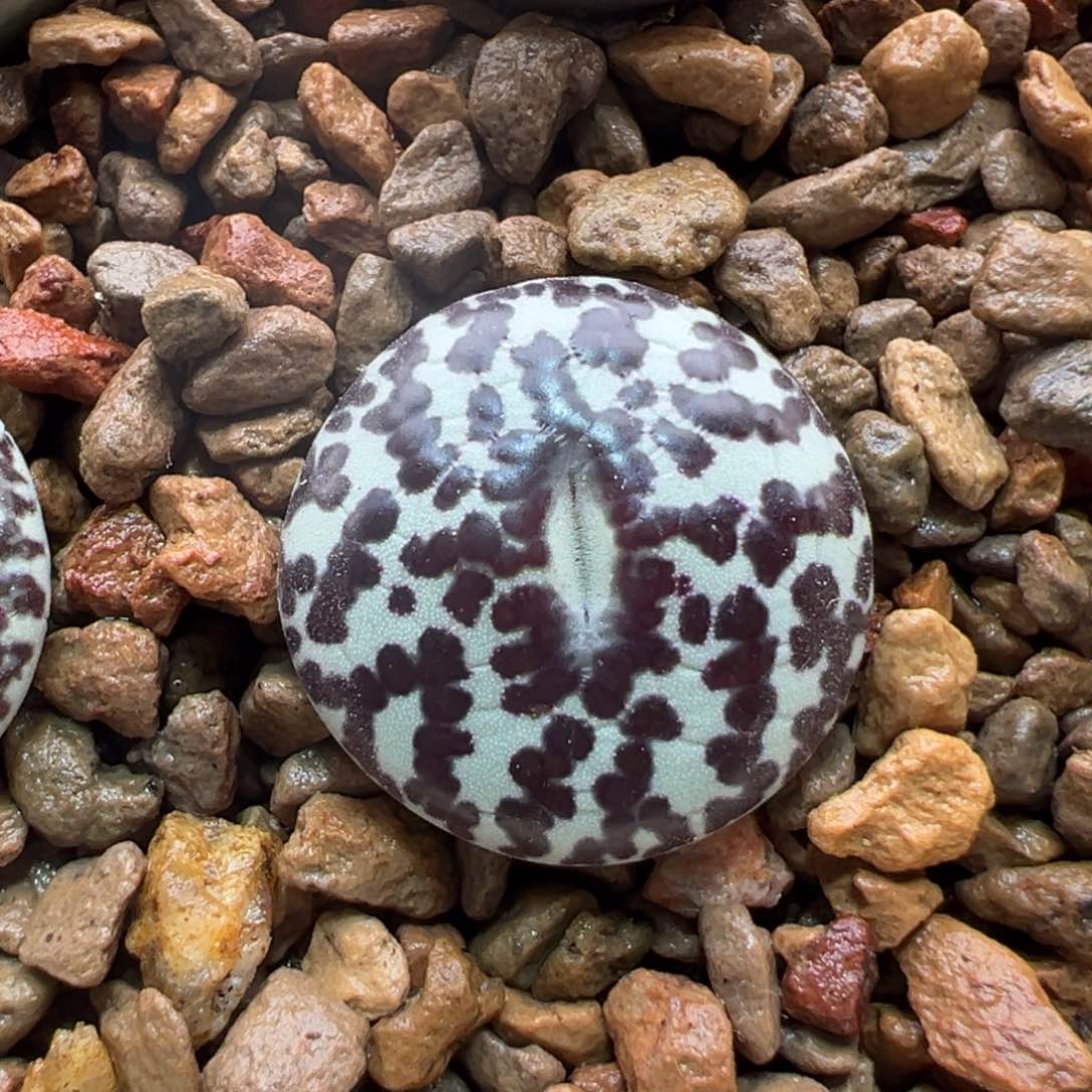 210。青蛙优选ts603奶牛安贞