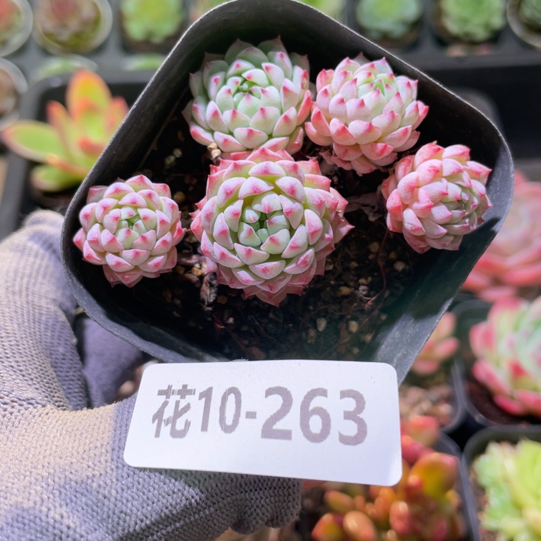 花利美10-263小粉莓