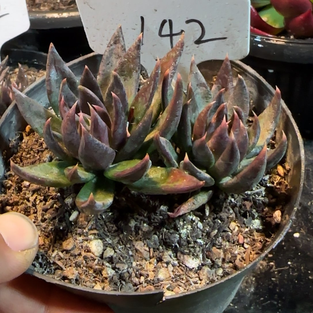 黑骑士惊鸿一物一拍包装收缩花旱142