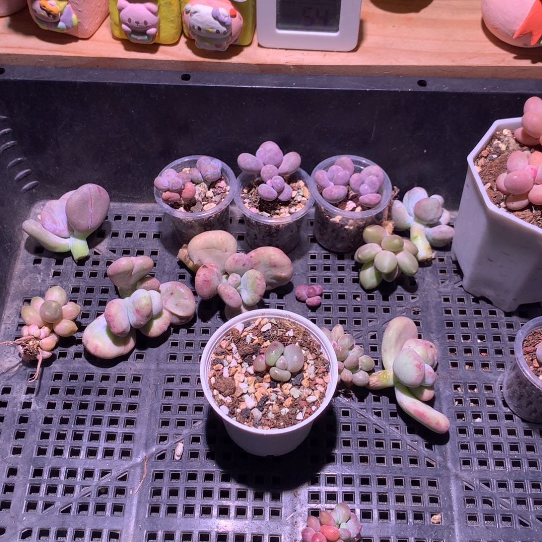 手***陈多肉七级20块钱福袋 