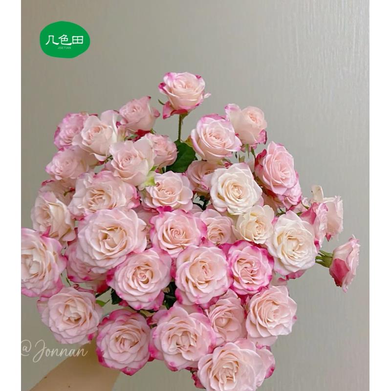 AA折射----多头玫瑰云南直发鲜花云南花插花鲜花 