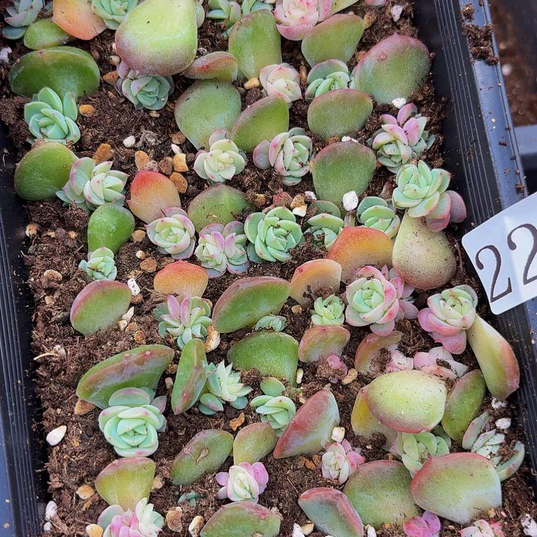 不*就多肉植物多肉植物223