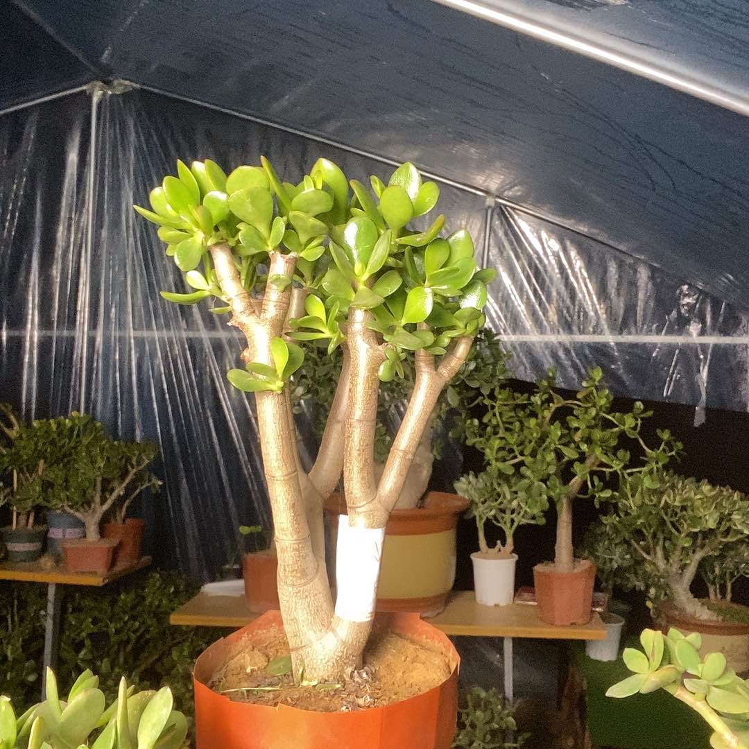 黑***皮当前无花栽培后可以开花