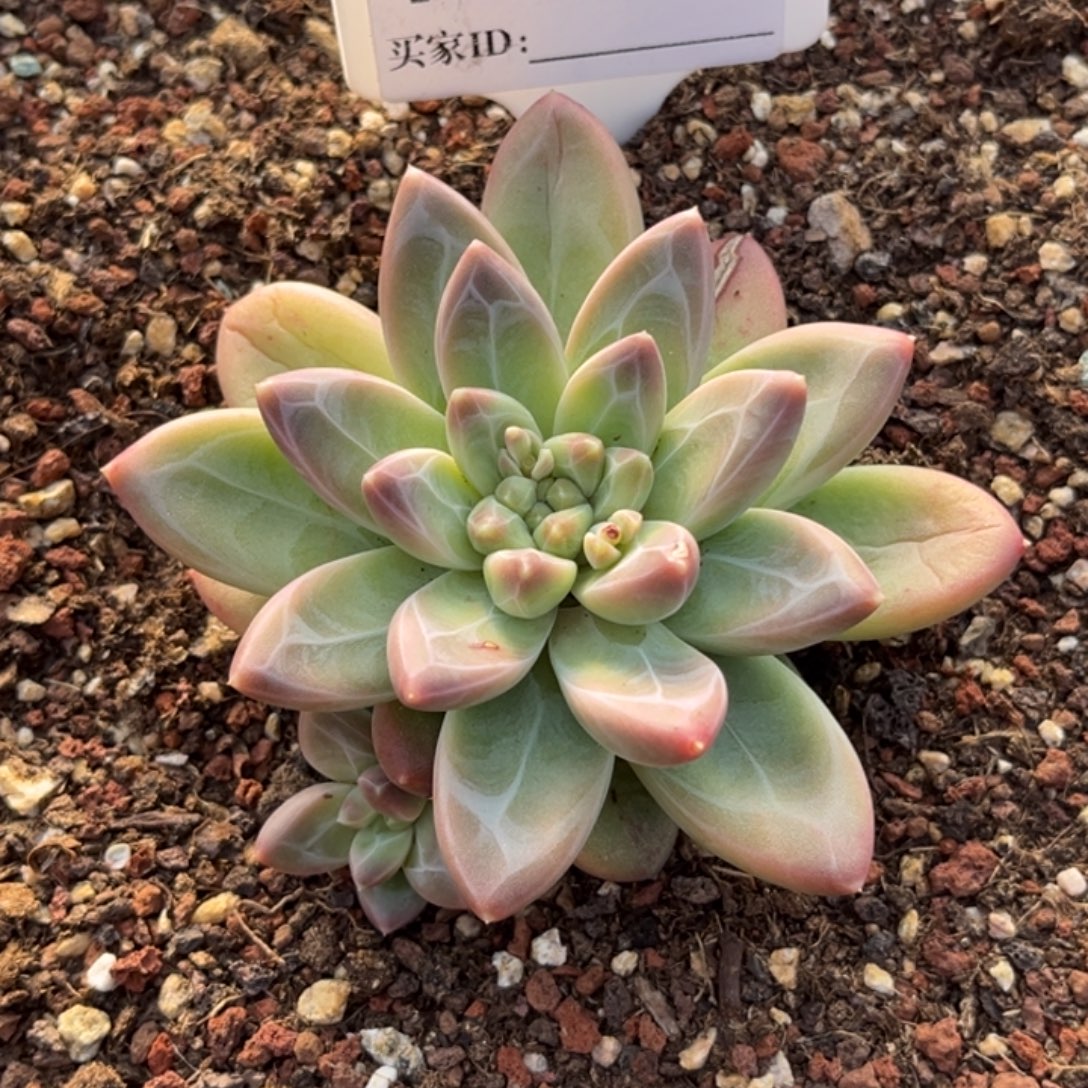 不***二雪代理个体多肉植物122