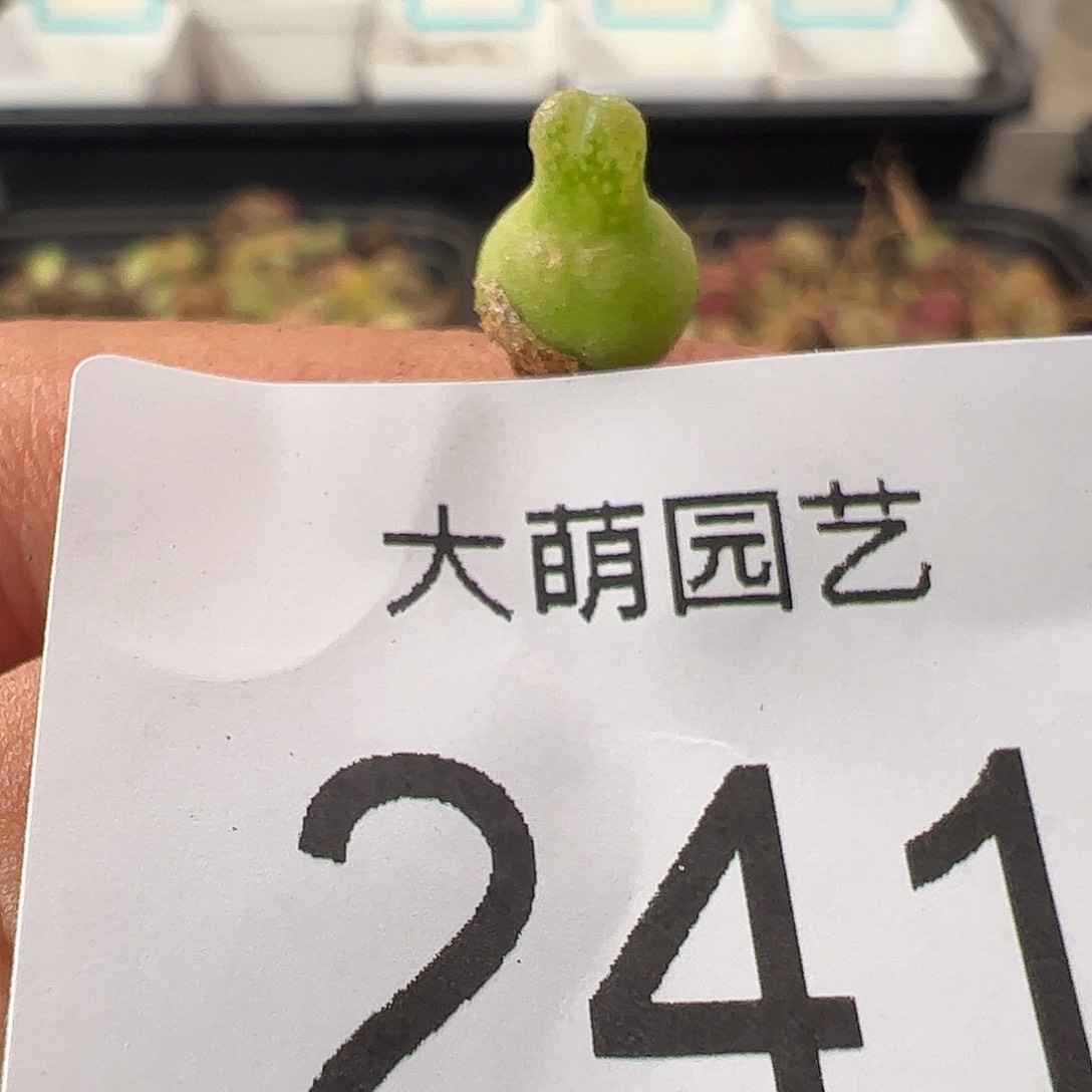 0000241 一物一拍……