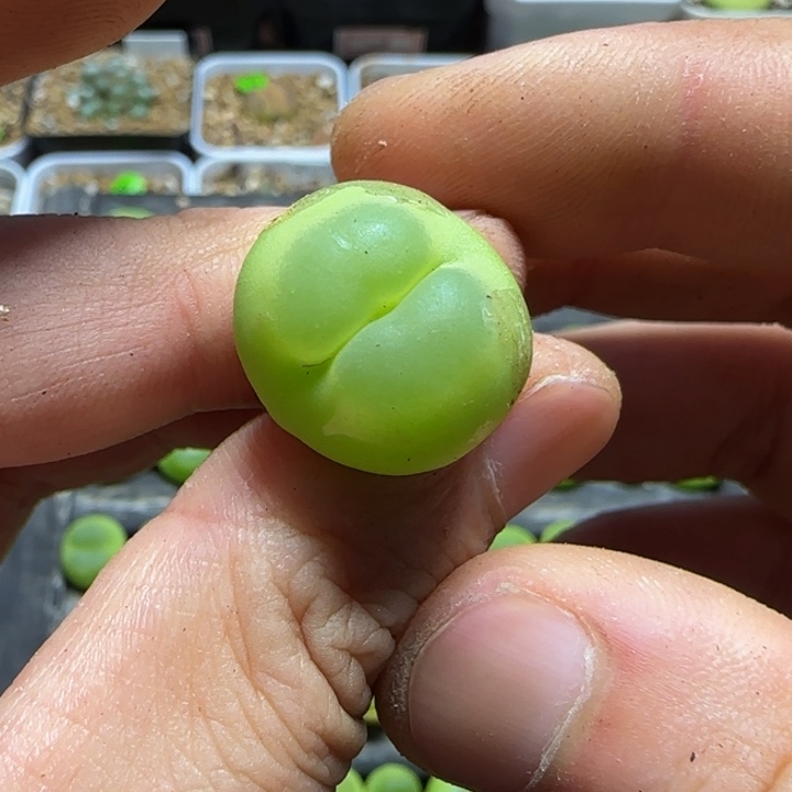 快**尊专拍多肉植物229