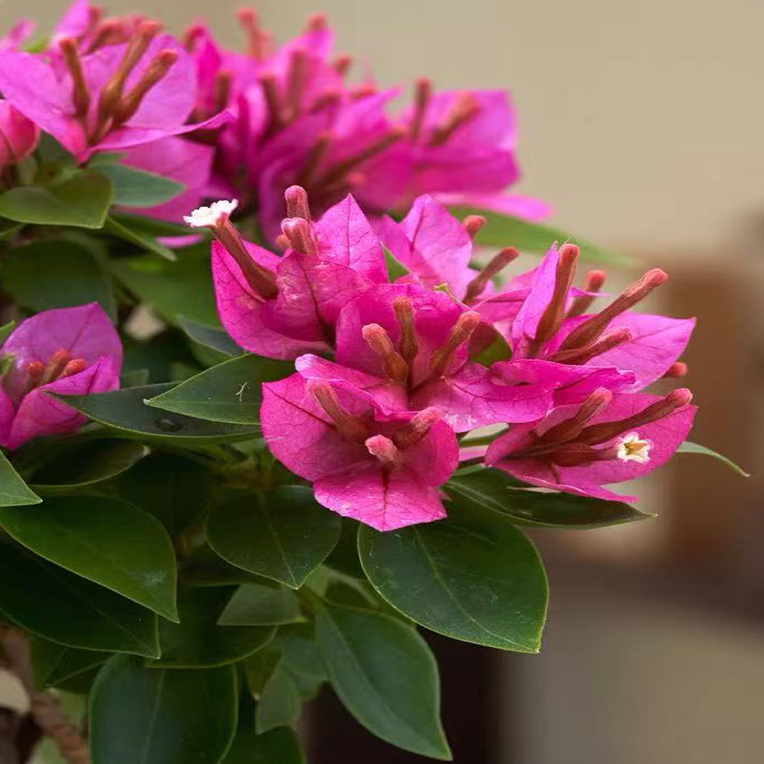 【清遇花卉】三角梅四季开花勤花爬藤植物