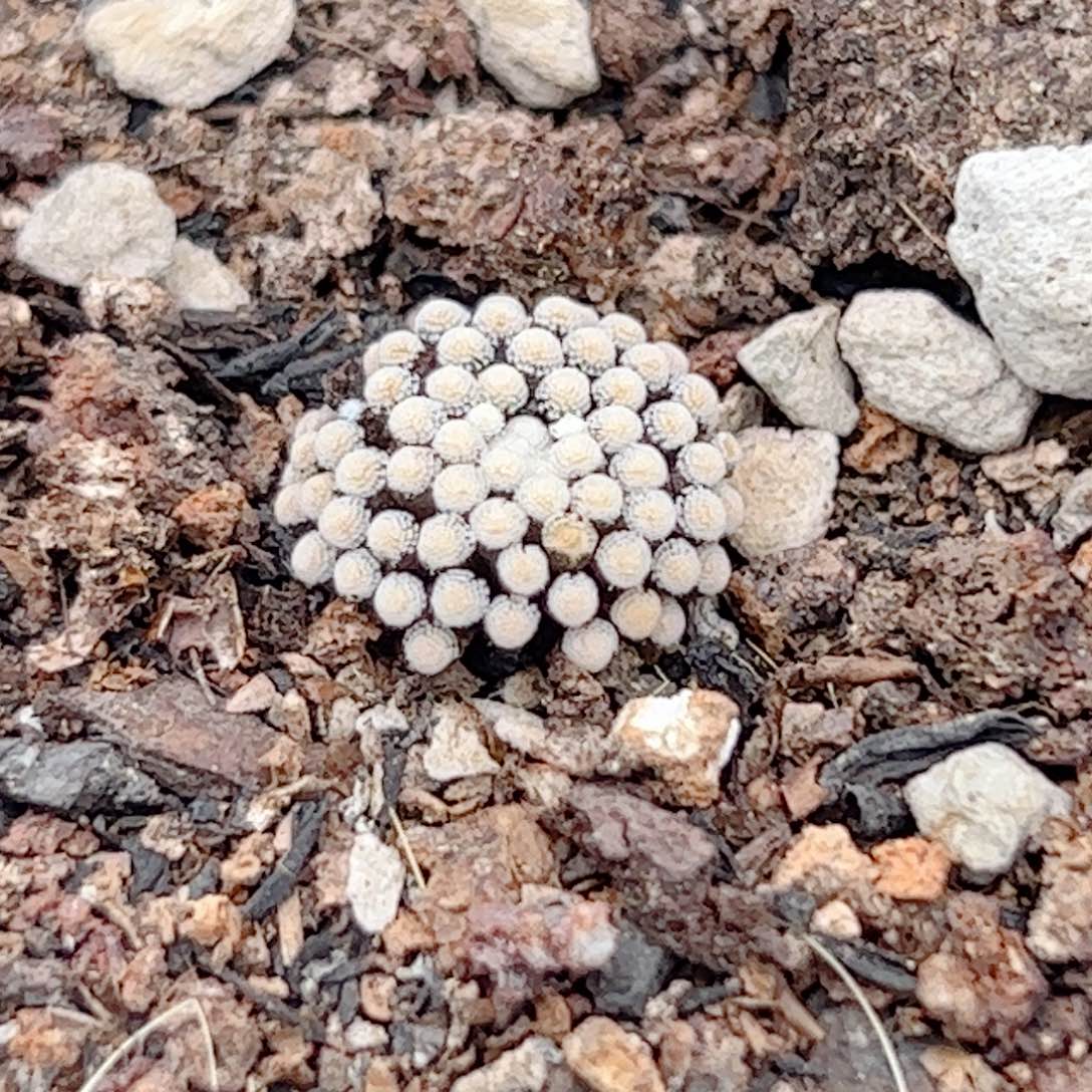实生 松针牡丹仙人球