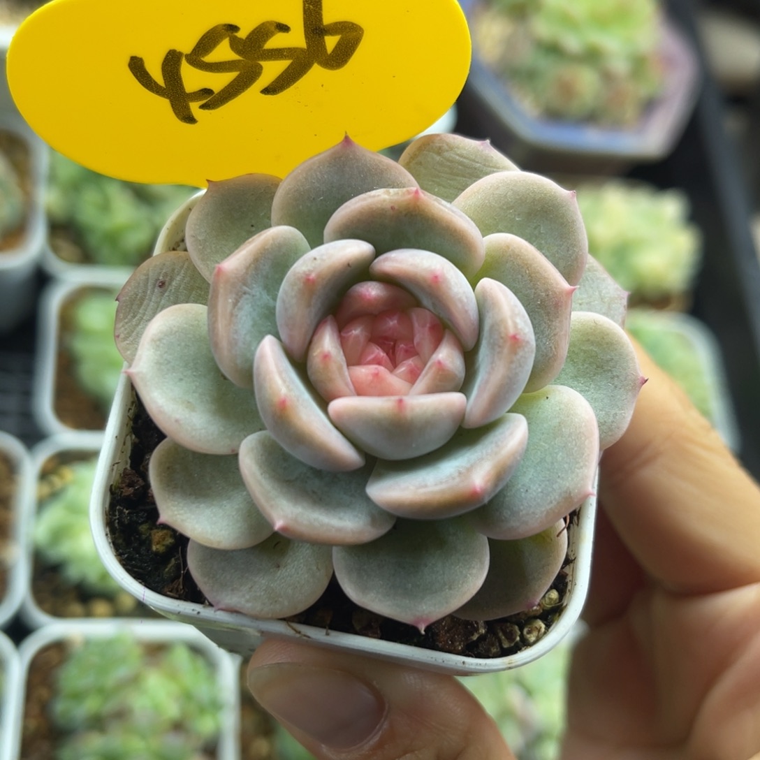 荔枝甜心单头4556