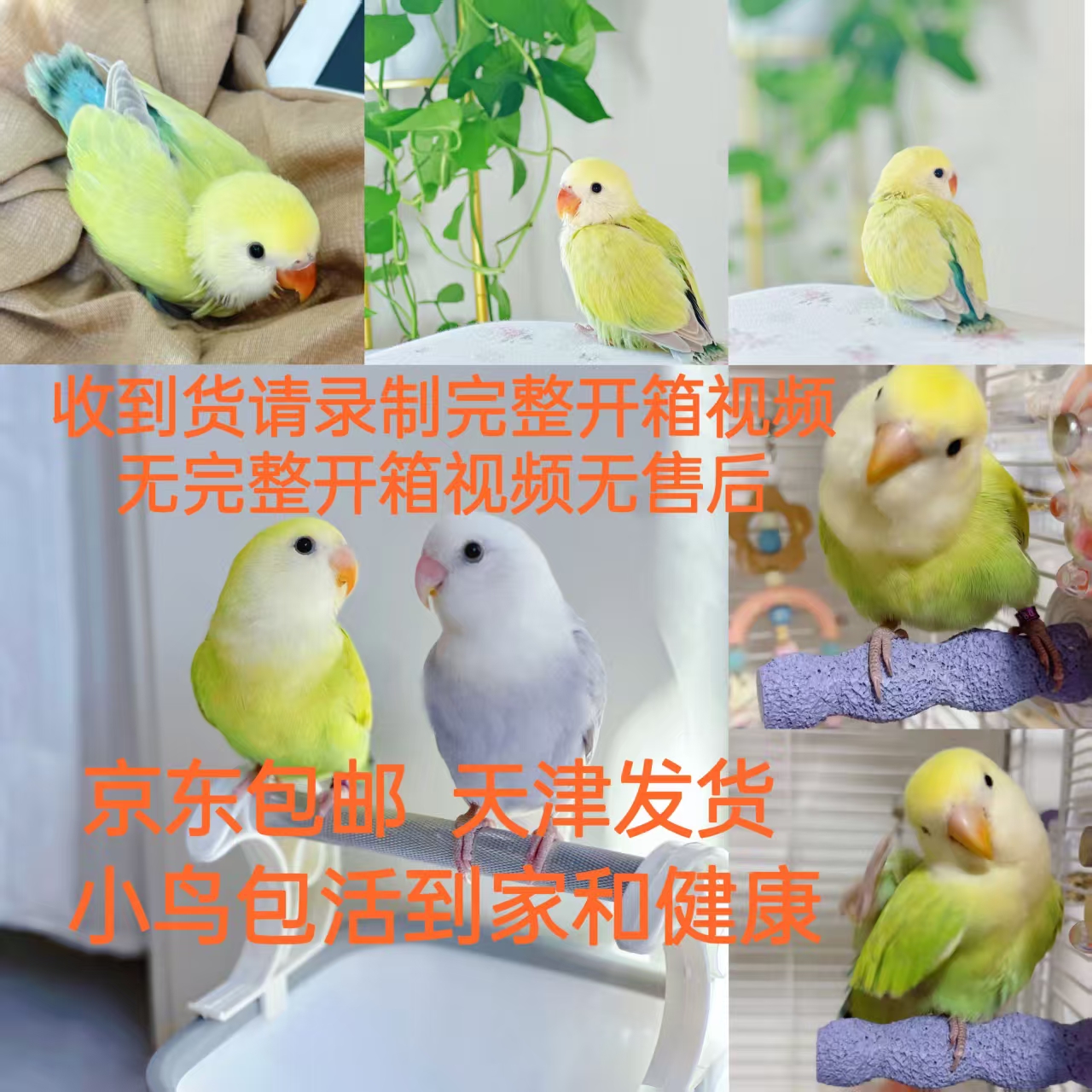 (直播链接)手养面类牡丹鹦鹉活体（一物一拍，私拍不发）