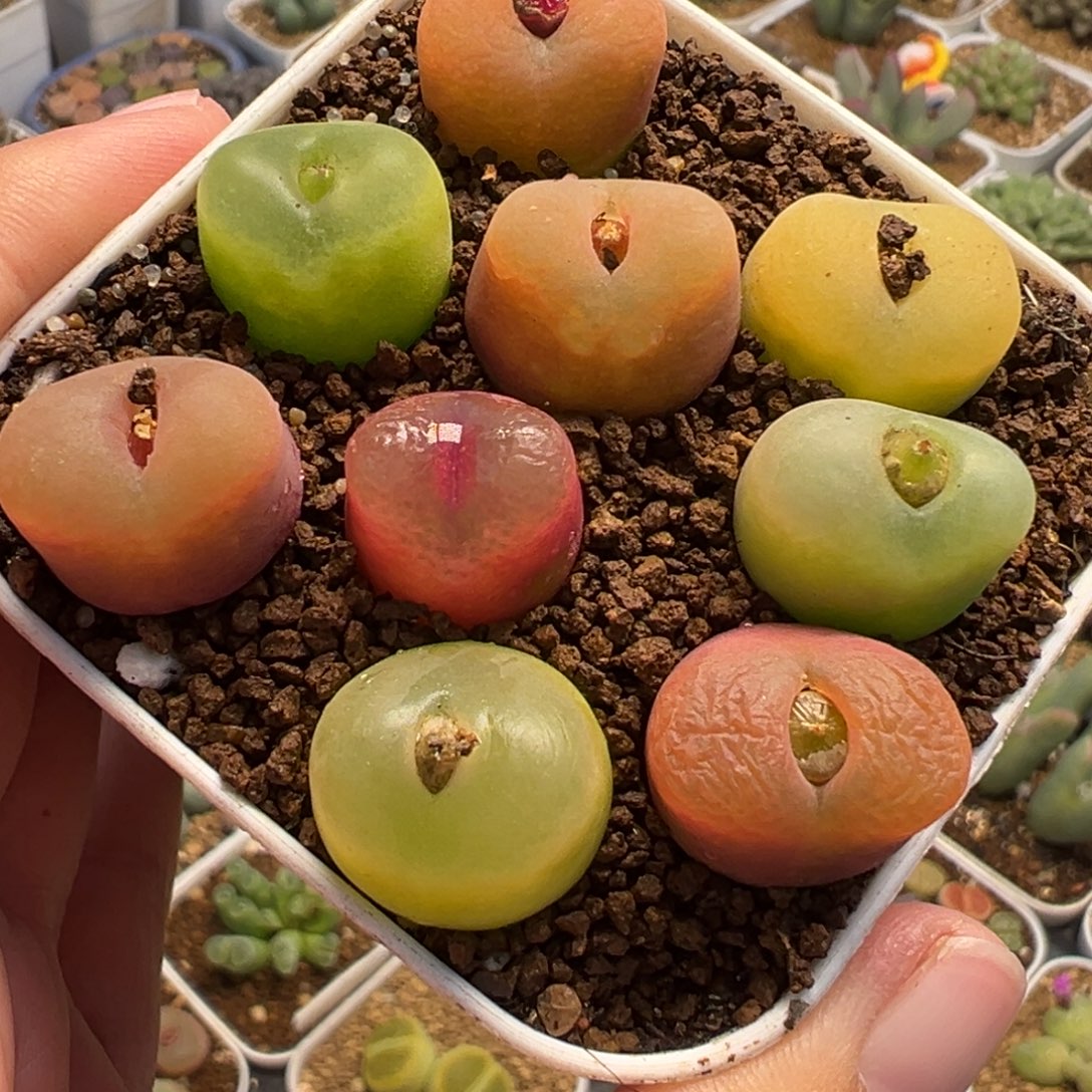 051多肉植物种类多样