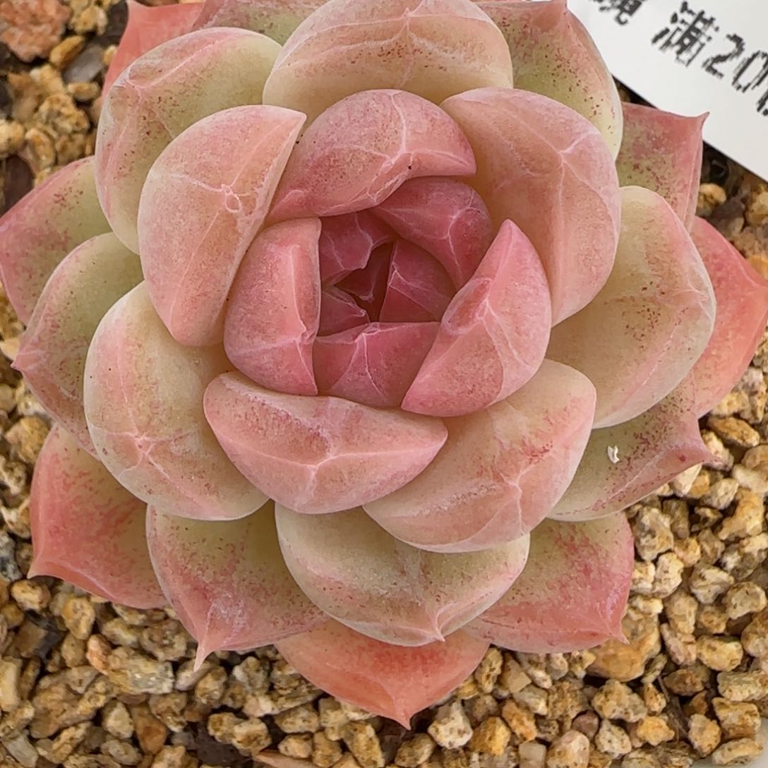 花语逸镜0128-287