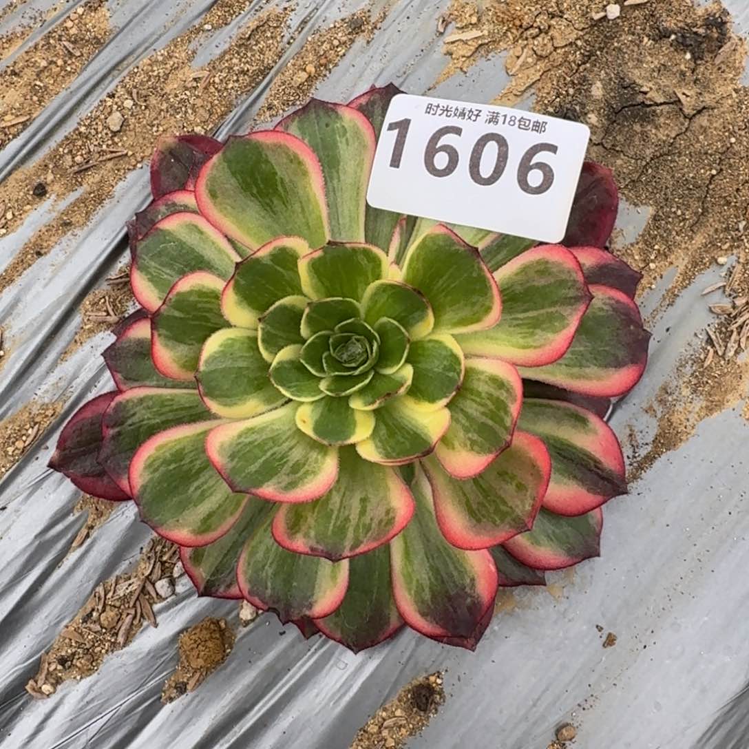 星**我1606黑魔锦多肉植物