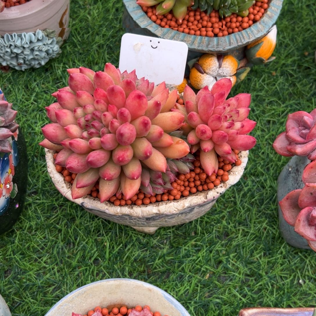 刘***白小老桩二代虞美人多肉植物