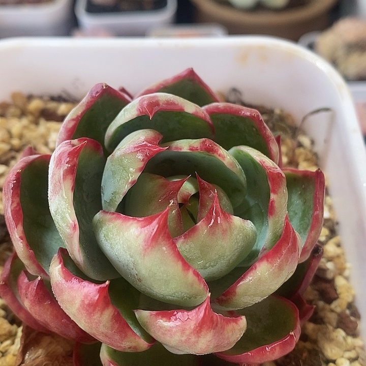 春节福利惊鸿仙子415