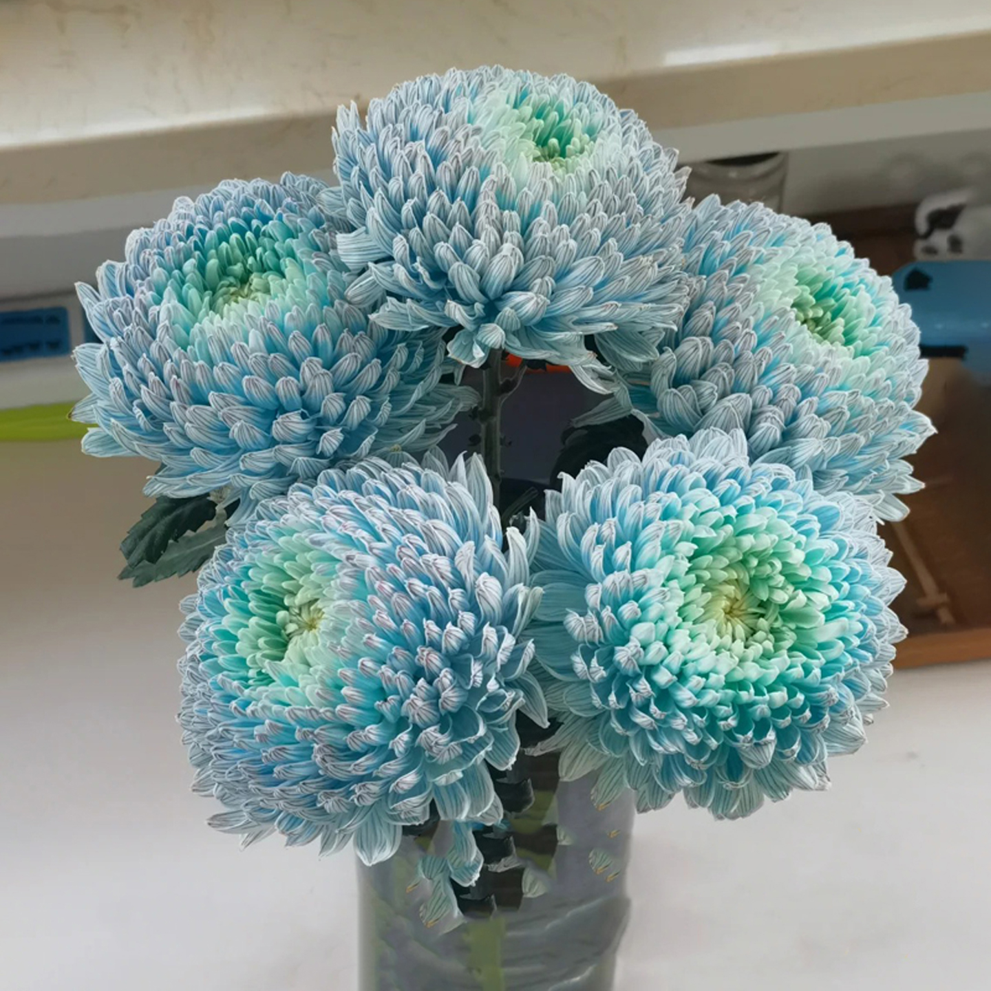 顺丰包邮A级稀有色云南家用牡丹菊鲜切花真花花束办公室室内水养