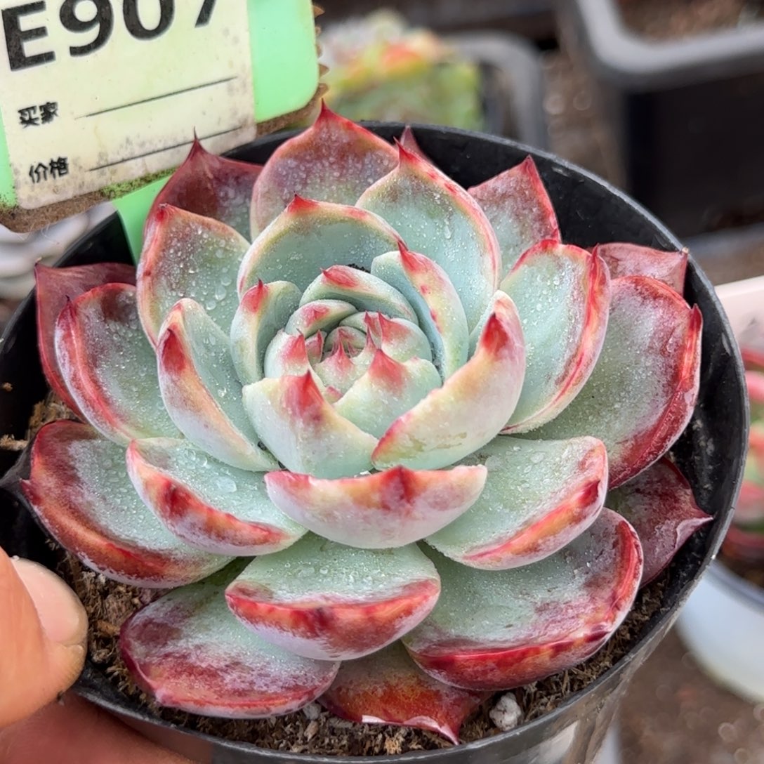 惊鸿一物一拍包装收缩花旱907