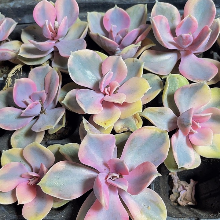 小彩虹1.5带土发货