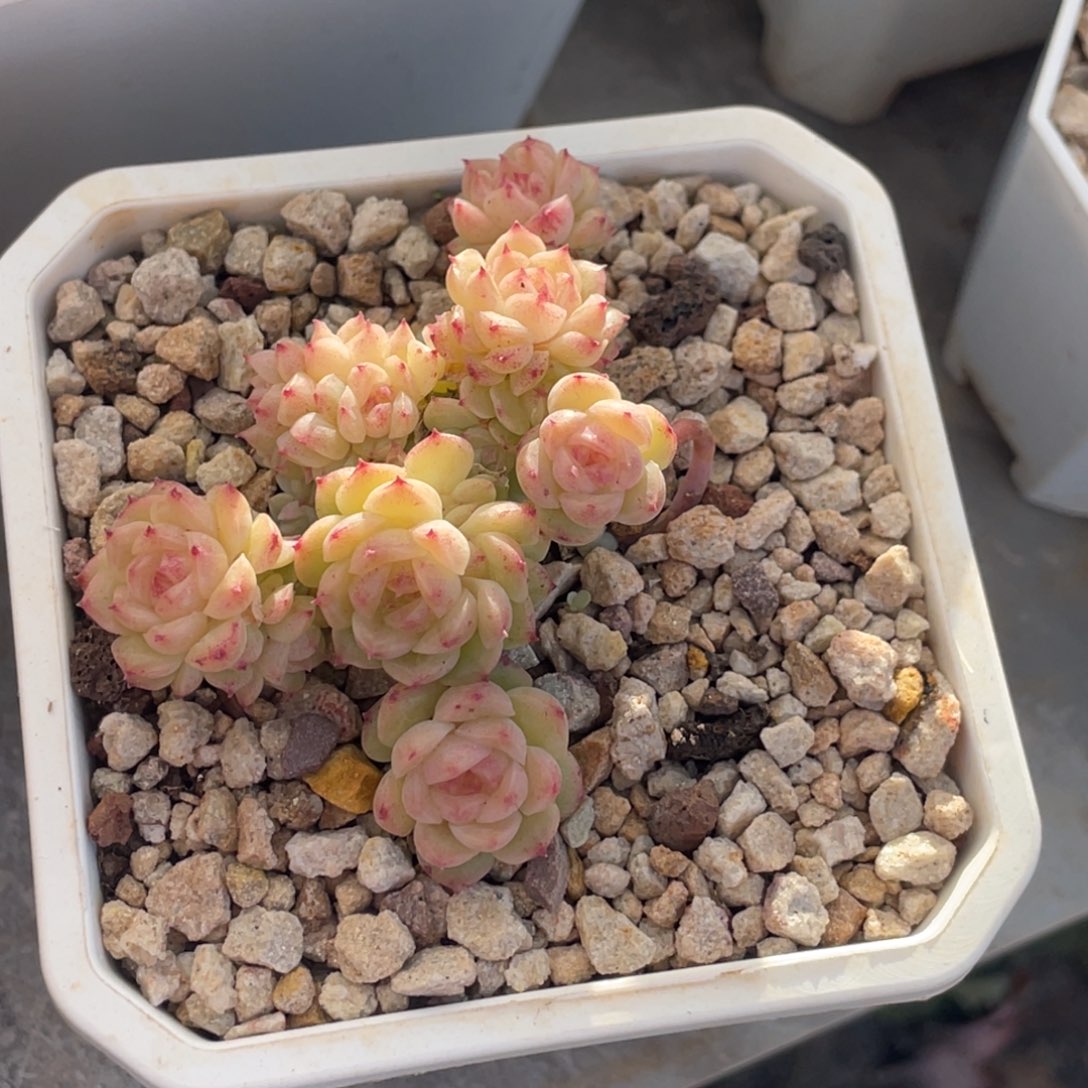 麦秆小脸群生7公分