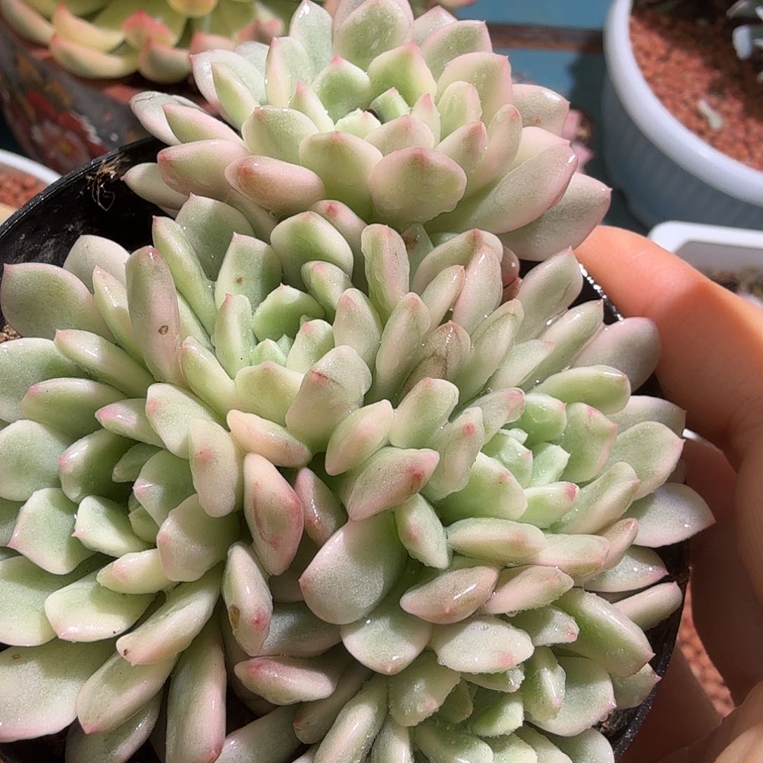 红宝石锦底座群生