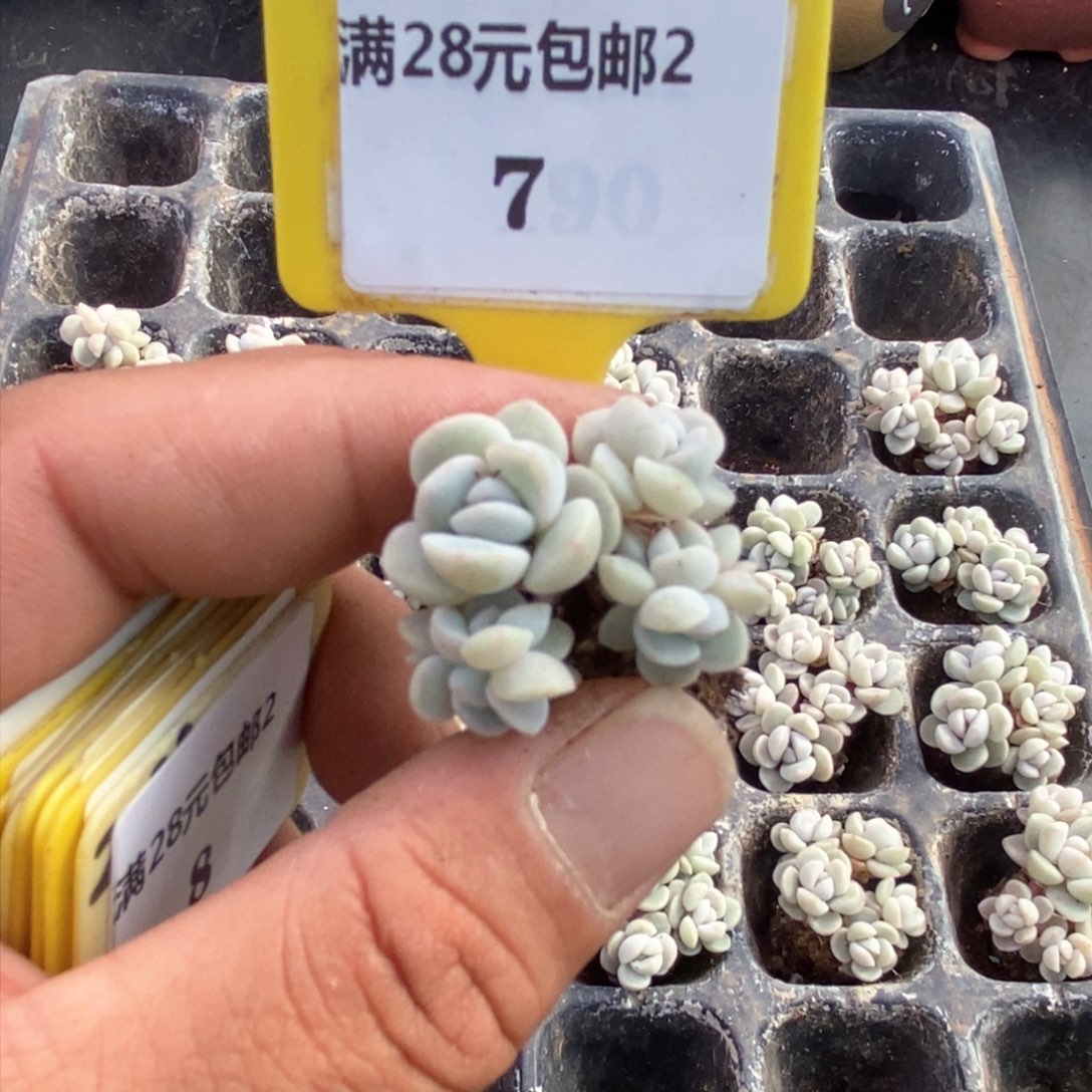 27冰玉5头群多肉植物