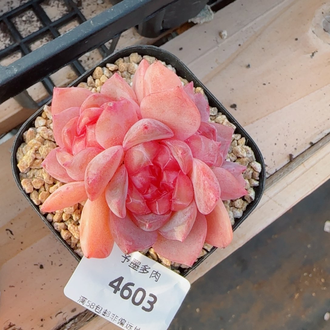 珍妮群，4603多肉植物