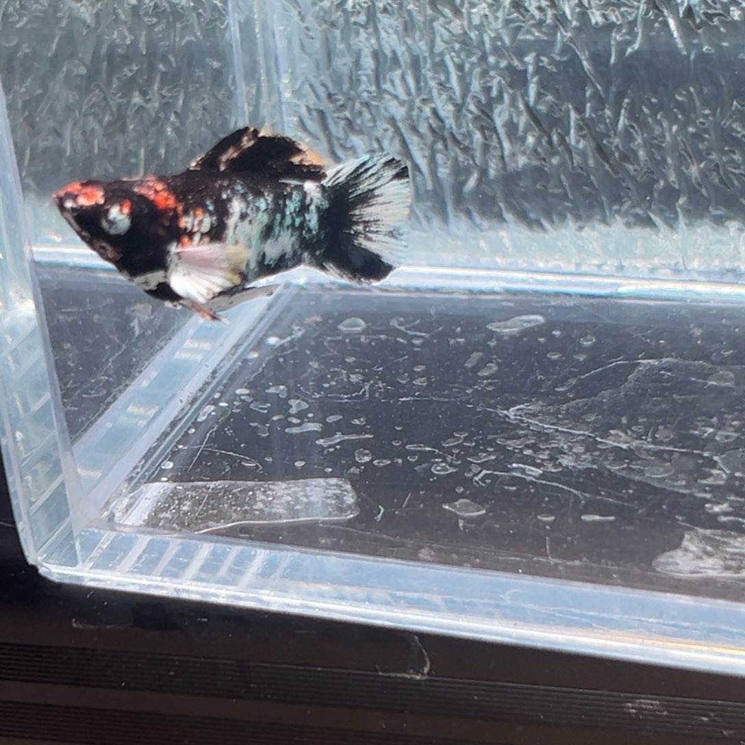 孔雀鱼玛丽鱼一条红头公