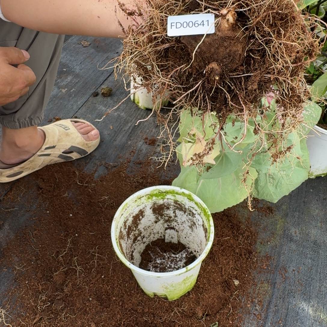 小****无花朵莫妮卡球  00641  剪叶