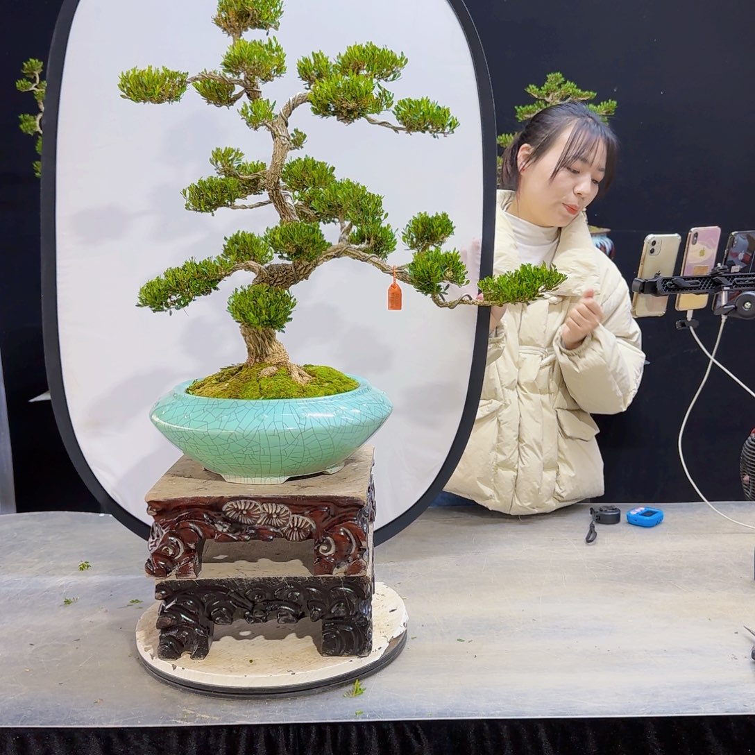 高端盆景艺术作品