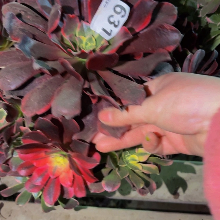 631金丝雀多肉植物不售后