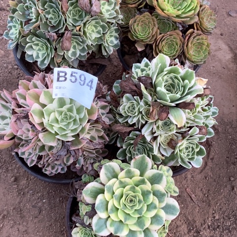 594五颗法师多肉植物