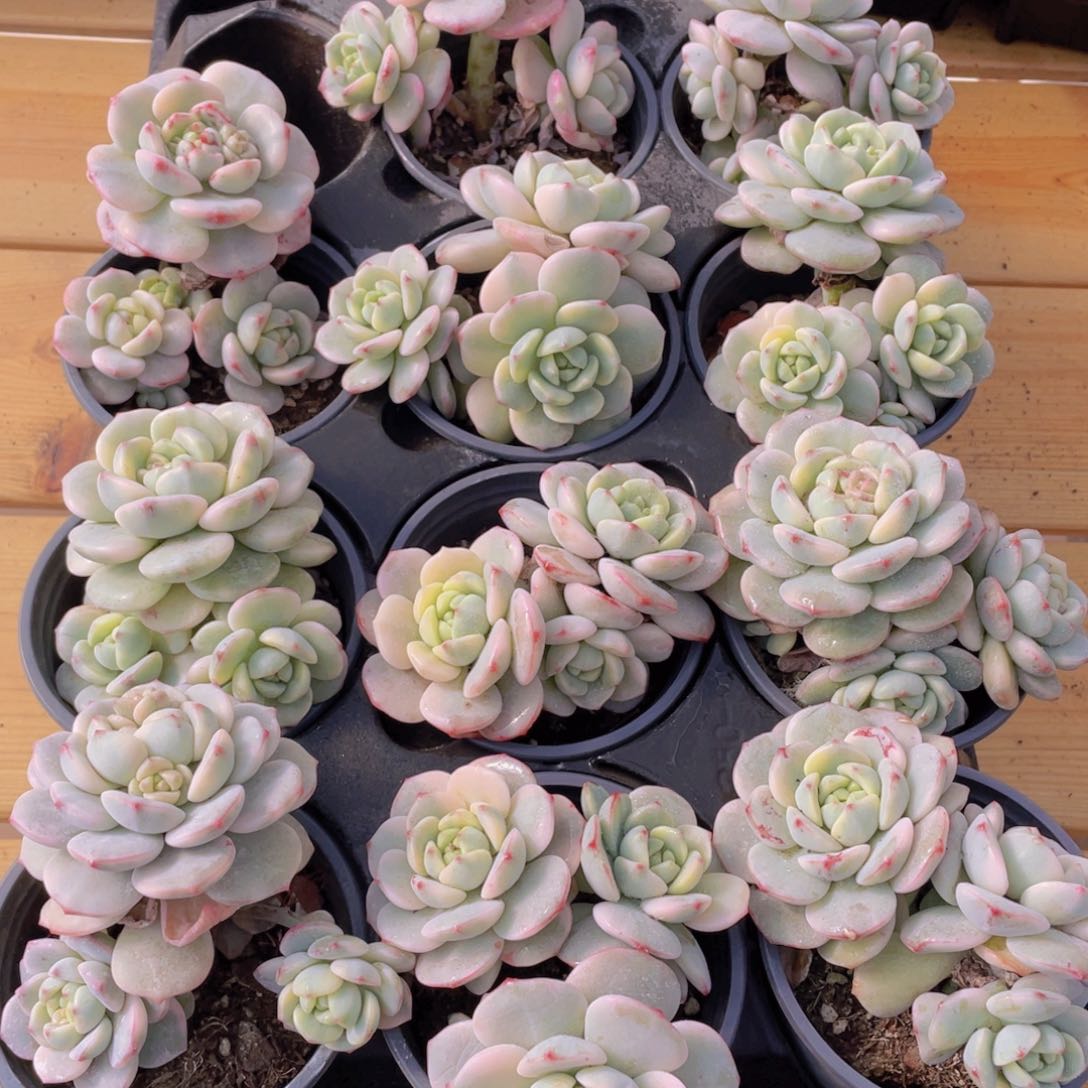 1305号 香草锦大群生一个