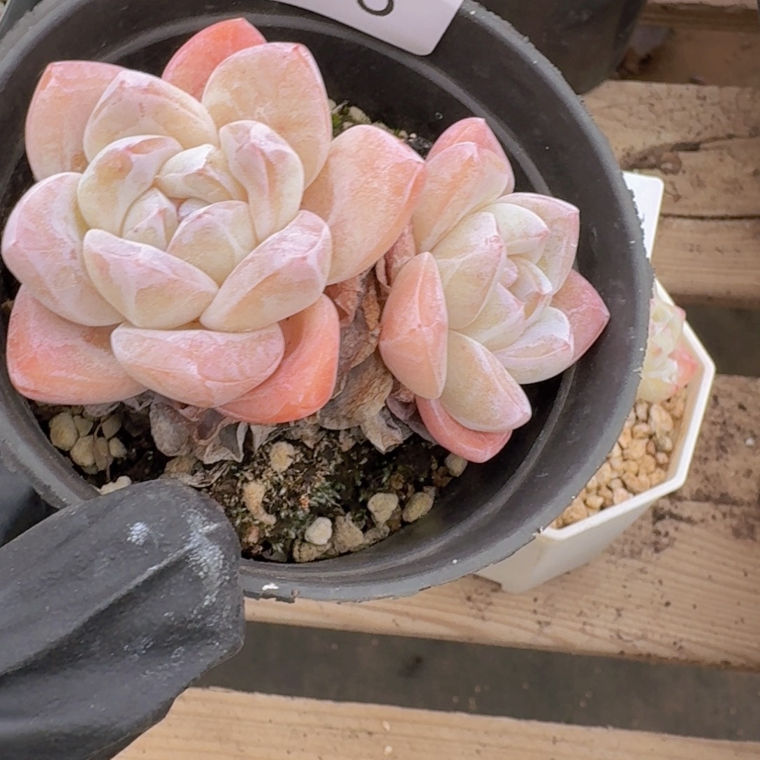 双头一颗脱土发货的