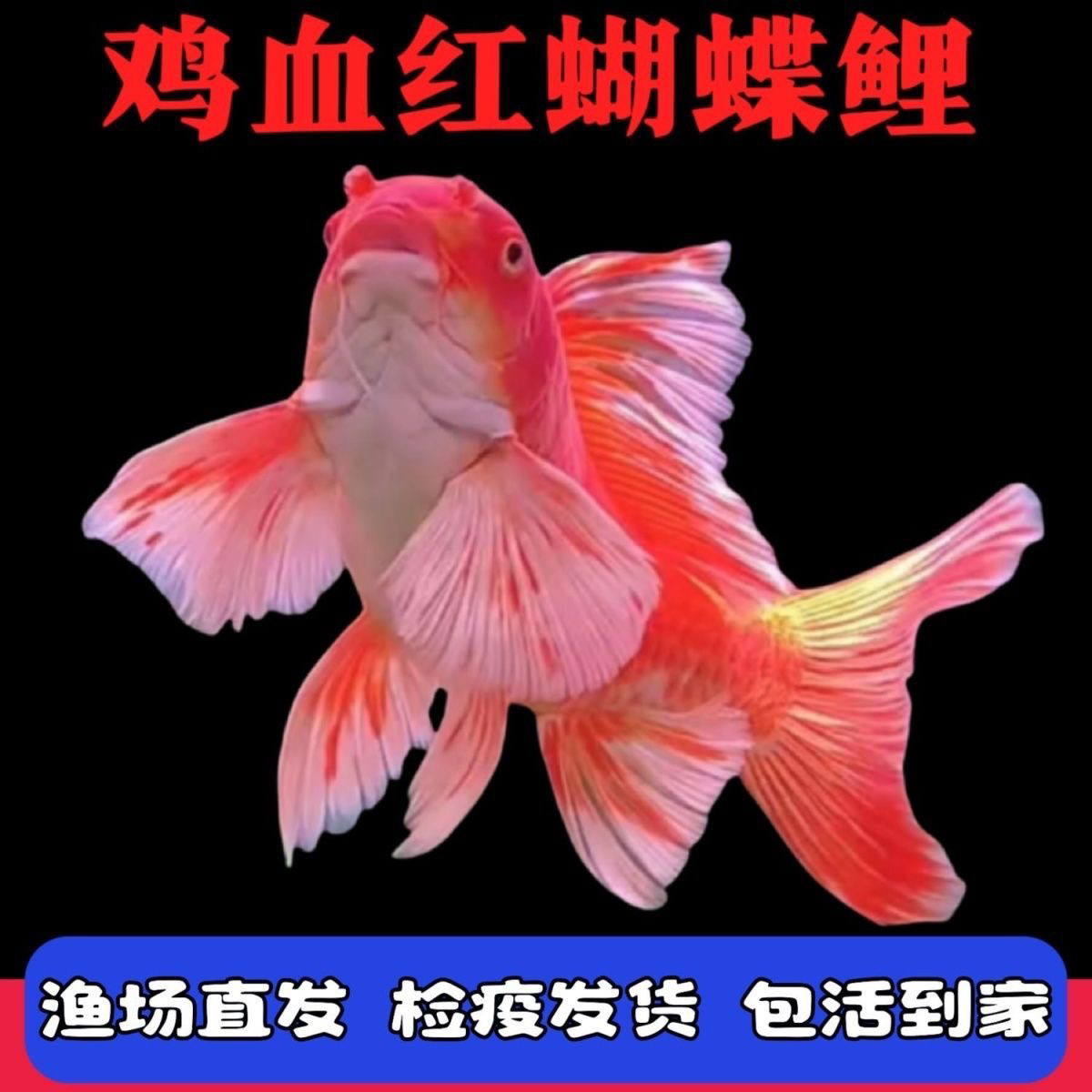 红色继鸡血红蝴蝶鲤5-8厘米3条