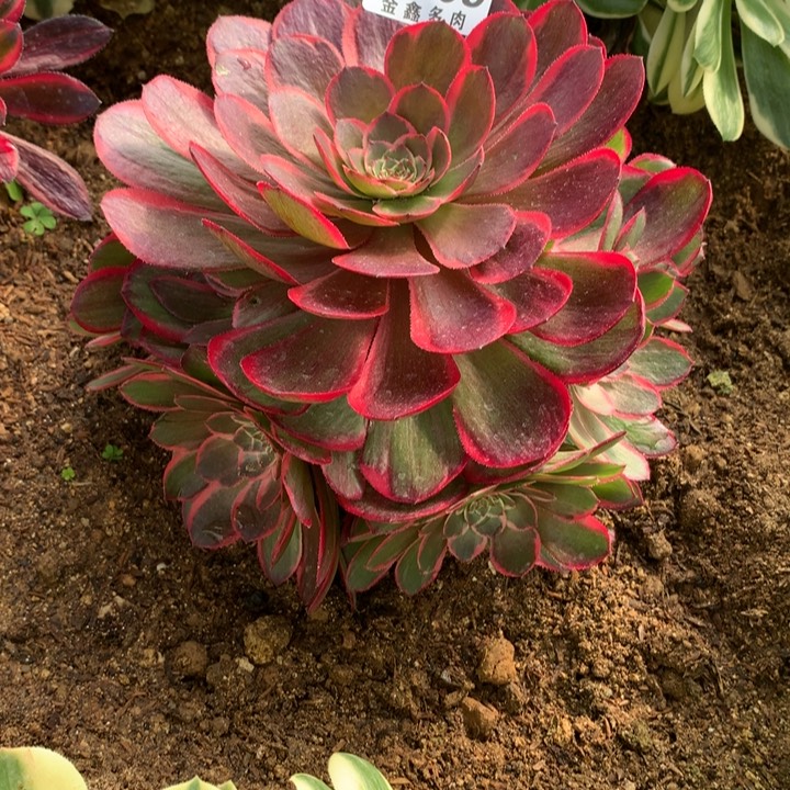 609多肉植物一物一拍