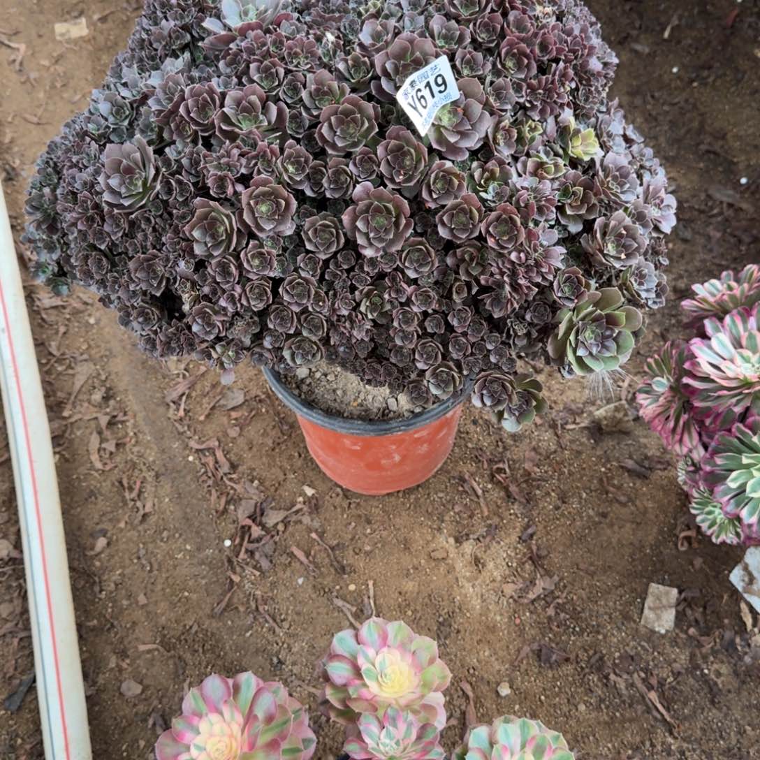 春***。619玫瑰缀化官服45左右2