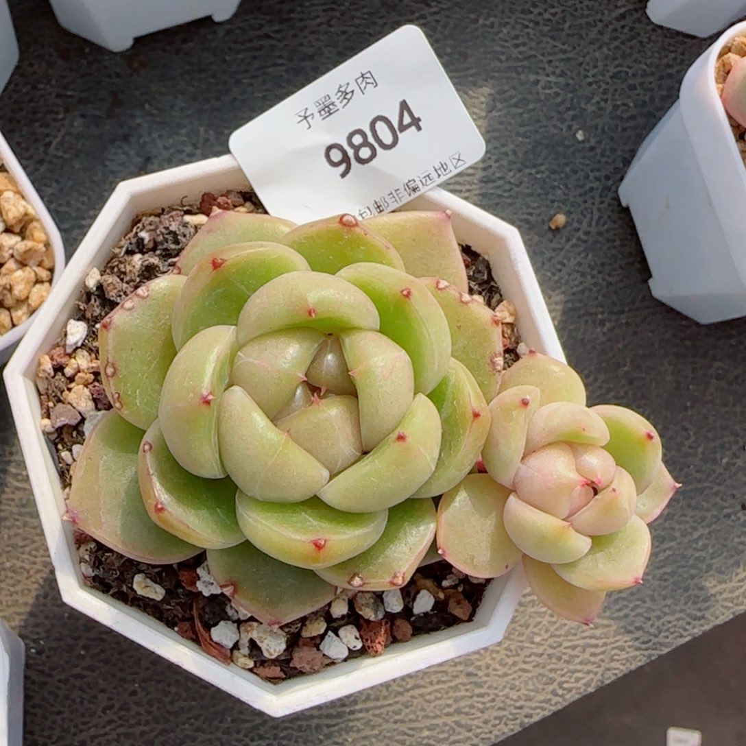 皮埃拉飘枝，9804多肉