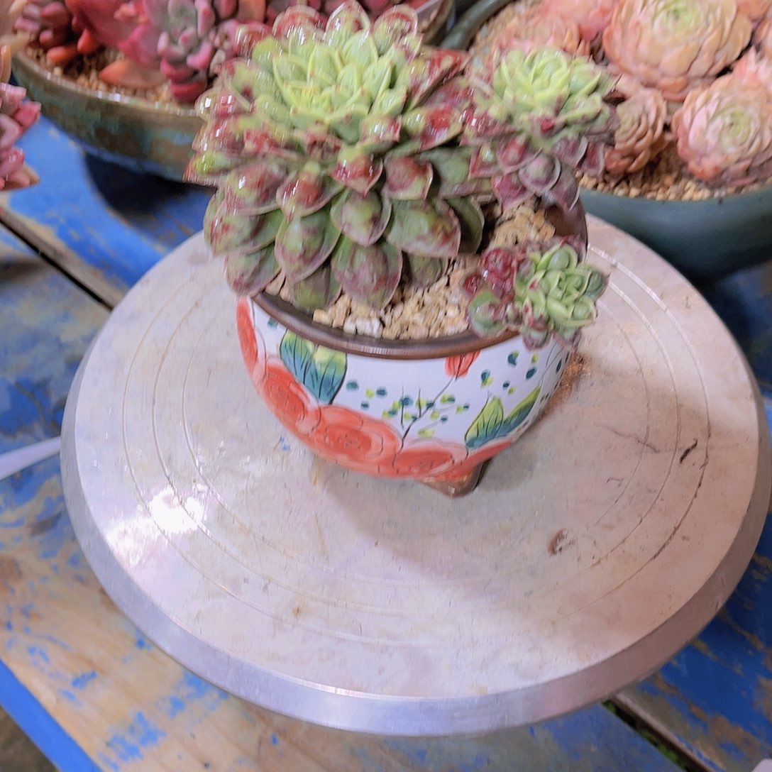 红陶用****4多肉植物保护研究所