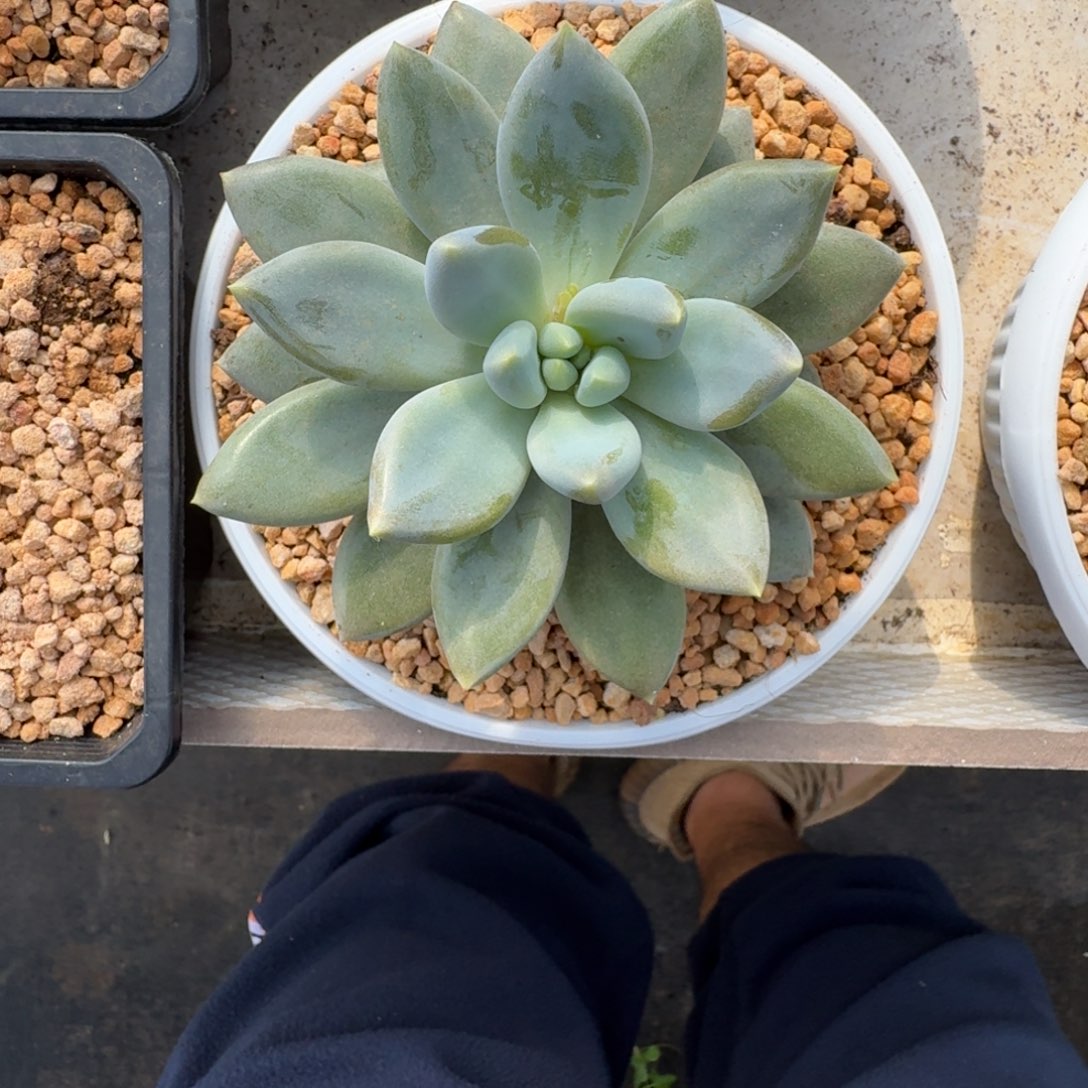 黄胖体 哥特 单头 一物一拍